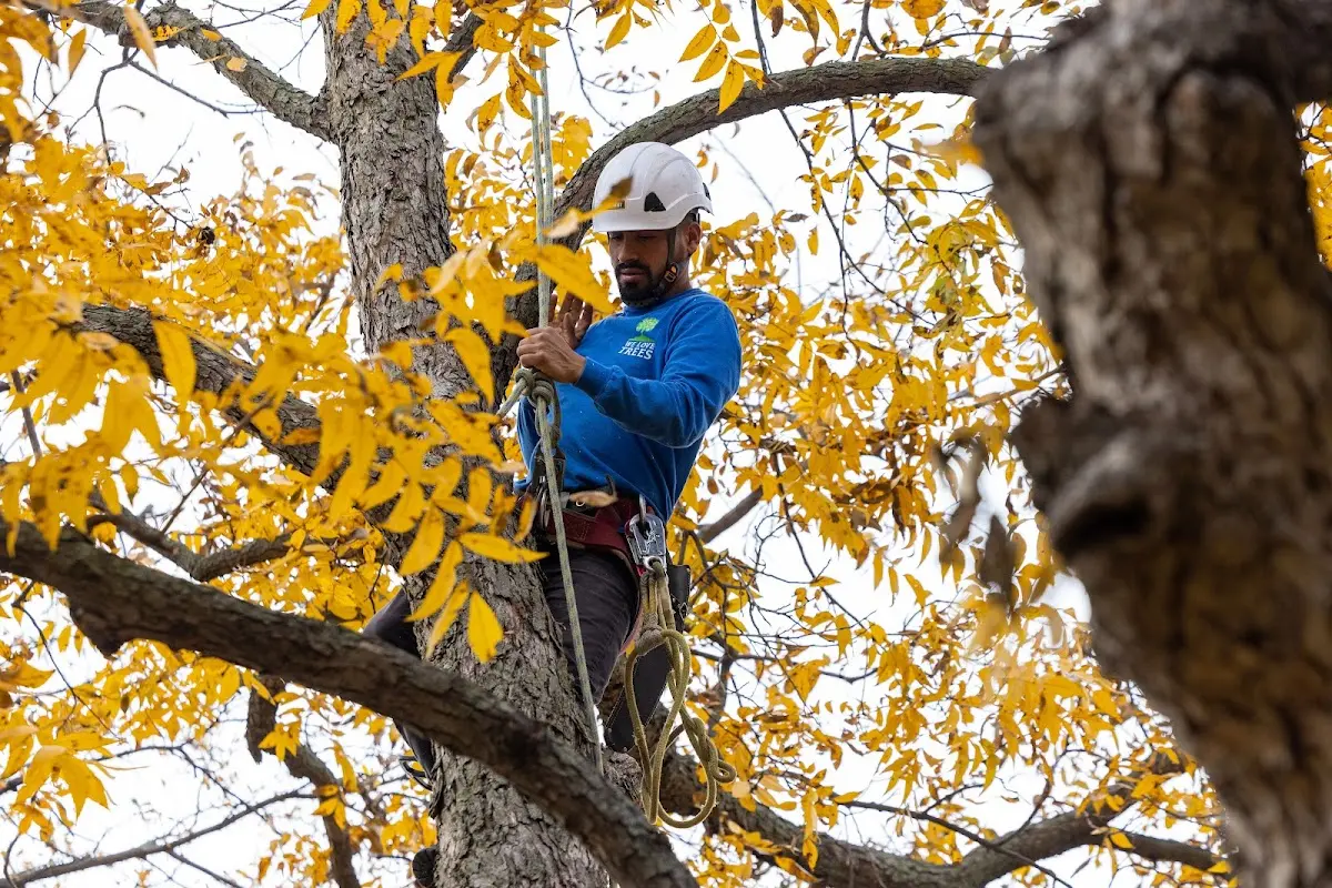 Skilled Dead Tree Removal crew working in Roy